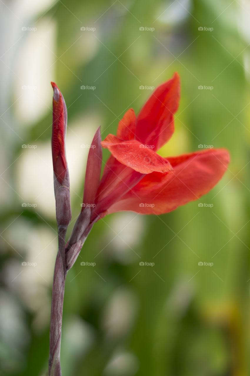 La naturaleza, un libro abierto para todo el que desee verlo 