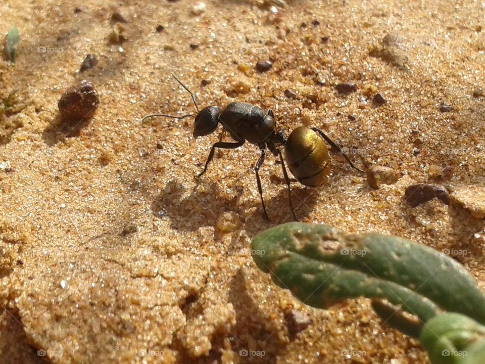 Close up of a golden ant