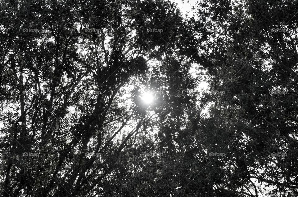 Sunlight Through Tree's