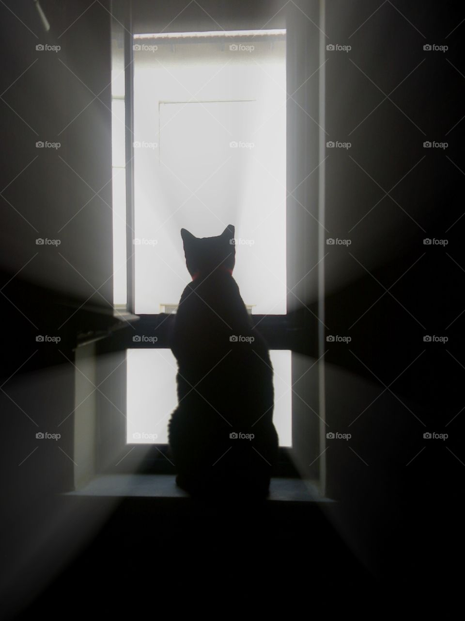 silhouette  of a cat