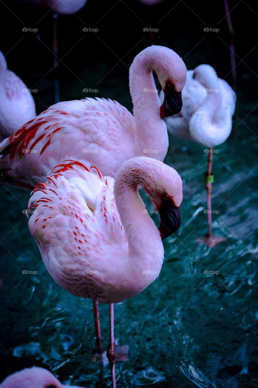 Flamingos 
