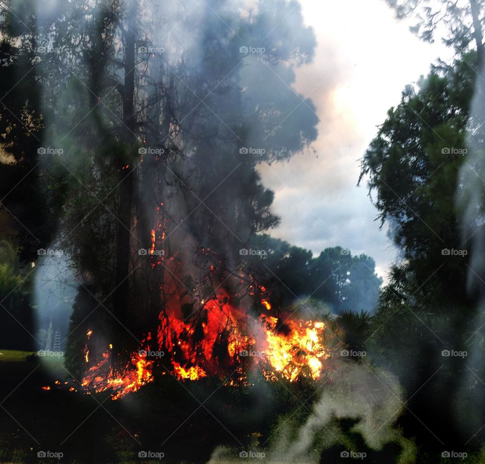 Wild fire. Wild fire sparked by silent lightning.