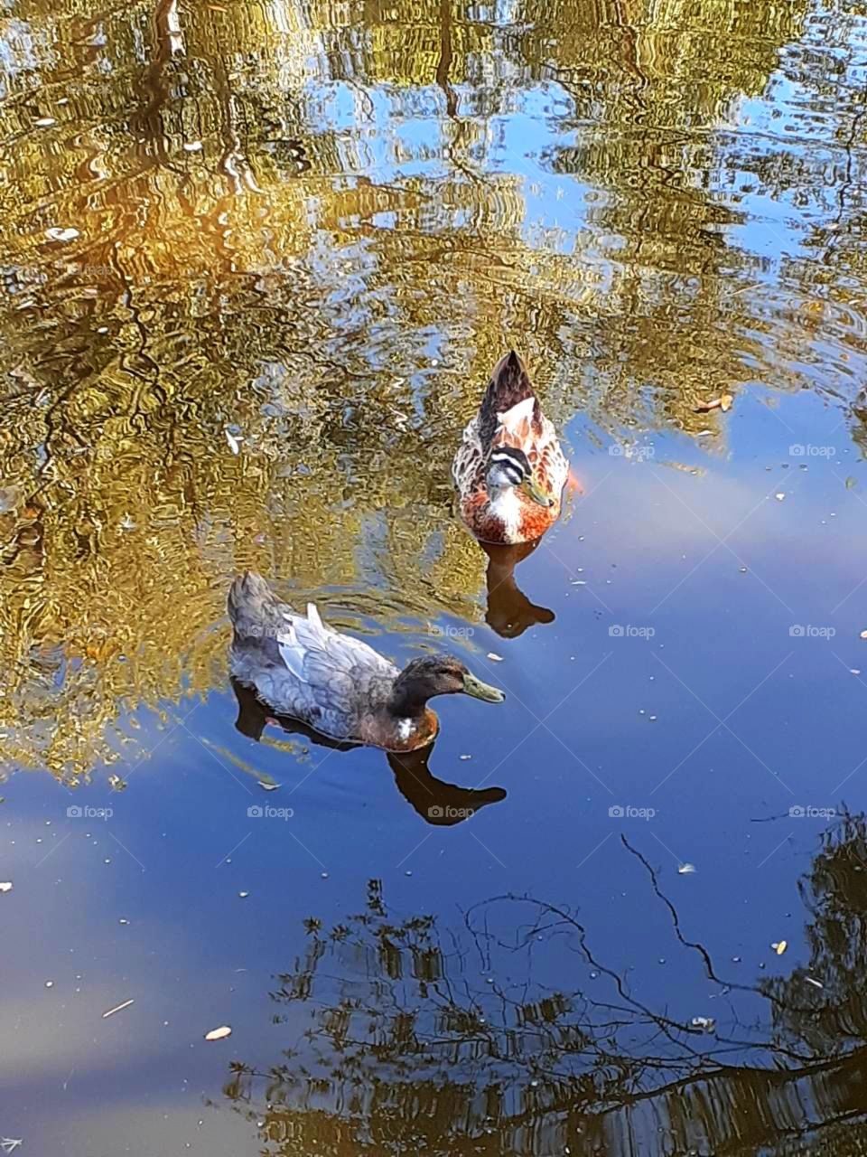The ducks