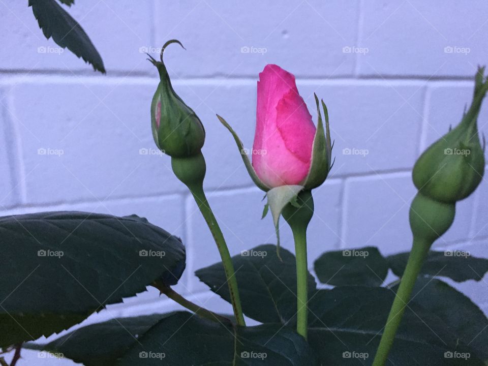 Minimalist images 
Rosebud