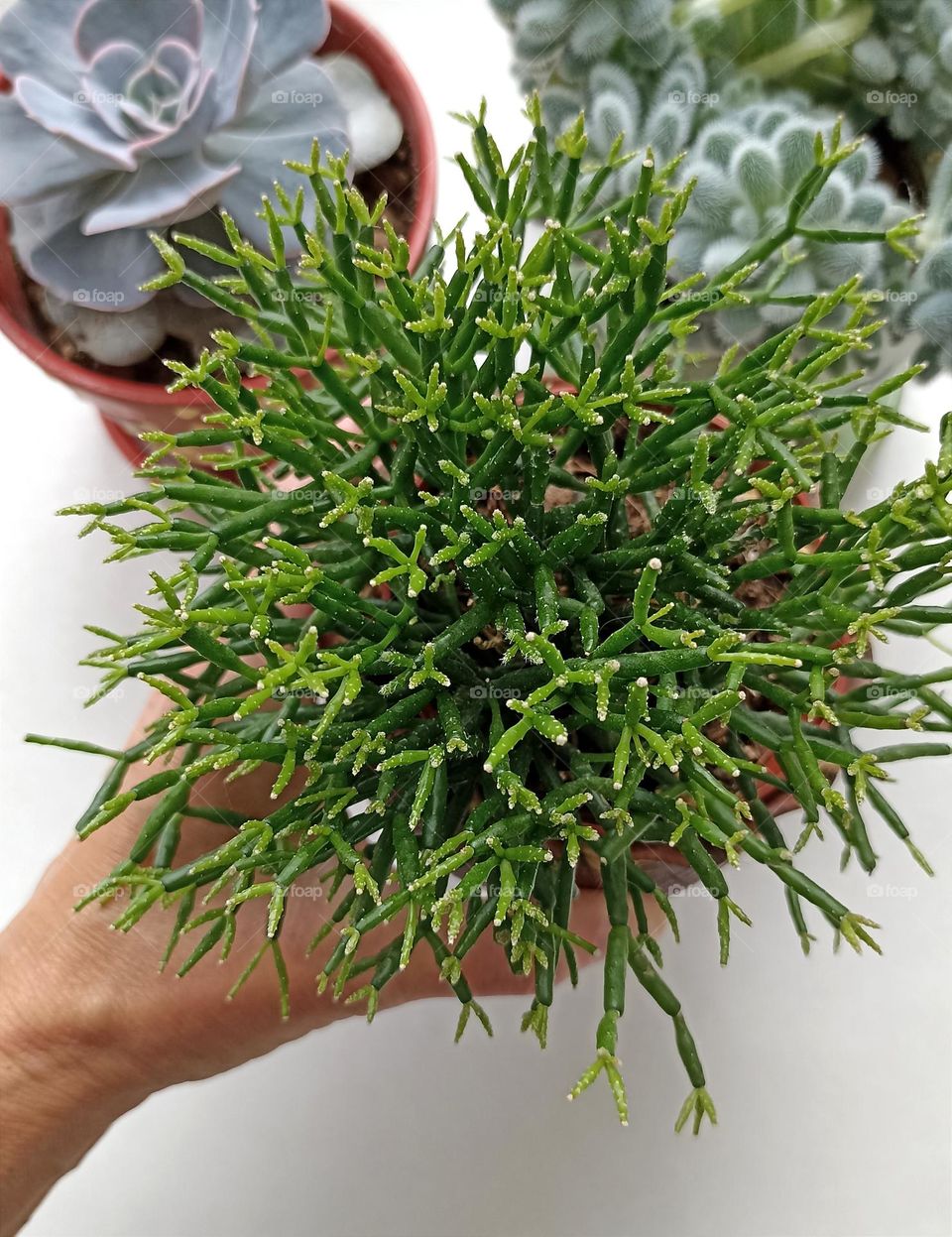 green house plants in pot and female hand love earth