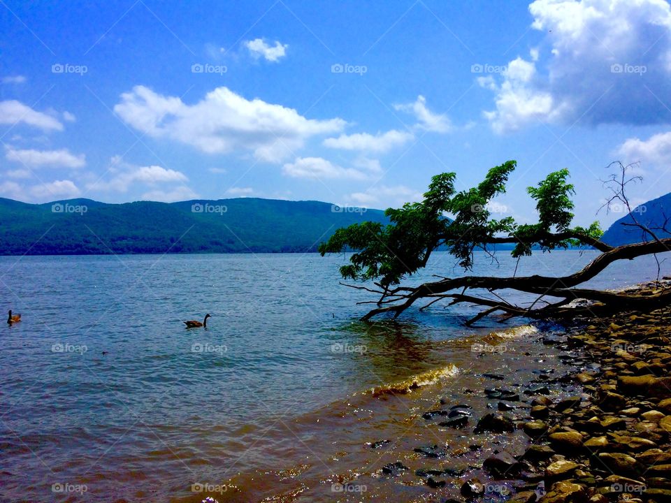 Tree growing into the Hudson river