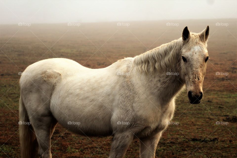 Close-up of white horse in field