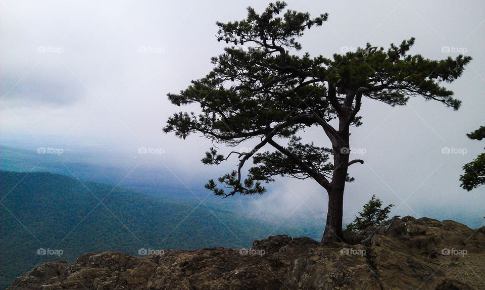 Single tree on themountain
