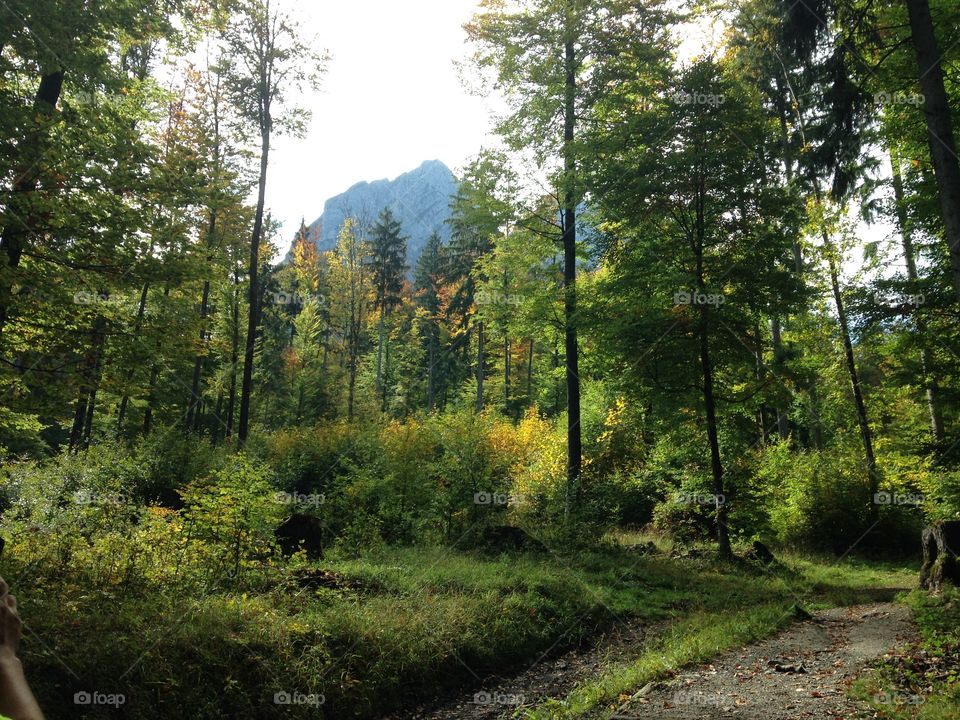 Trees in forest