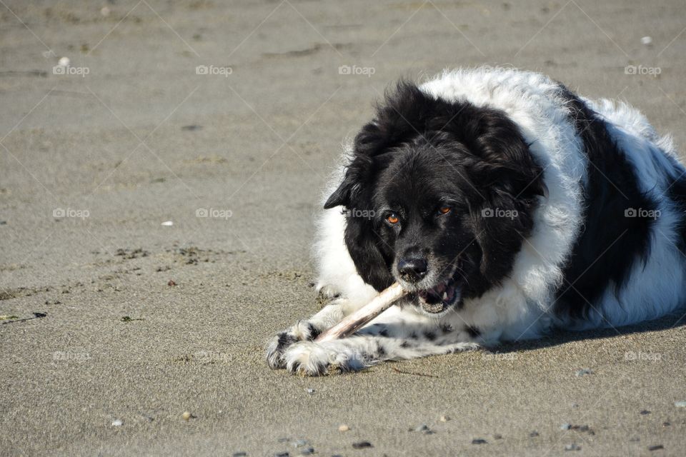 Enjoying a stick on the beach