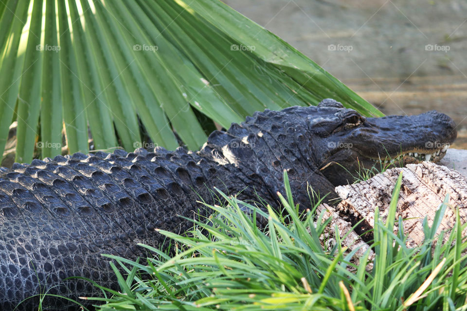 Alligator