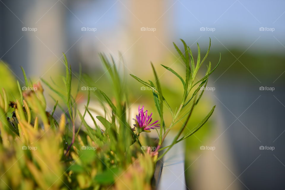 violet flower spot