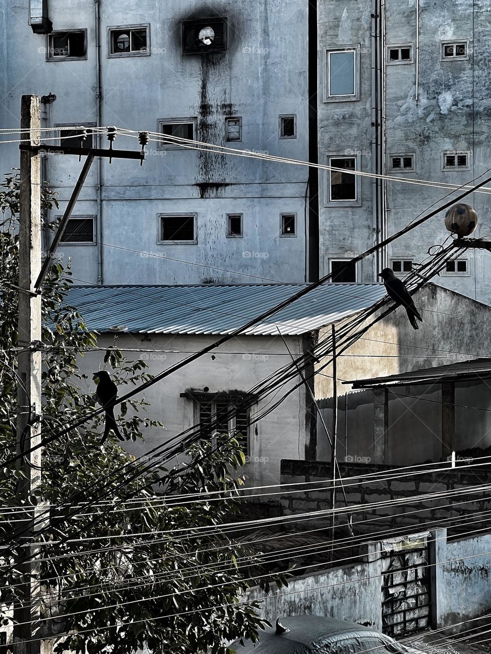 Two birds chilling on wires surrounded by urban jungle in India