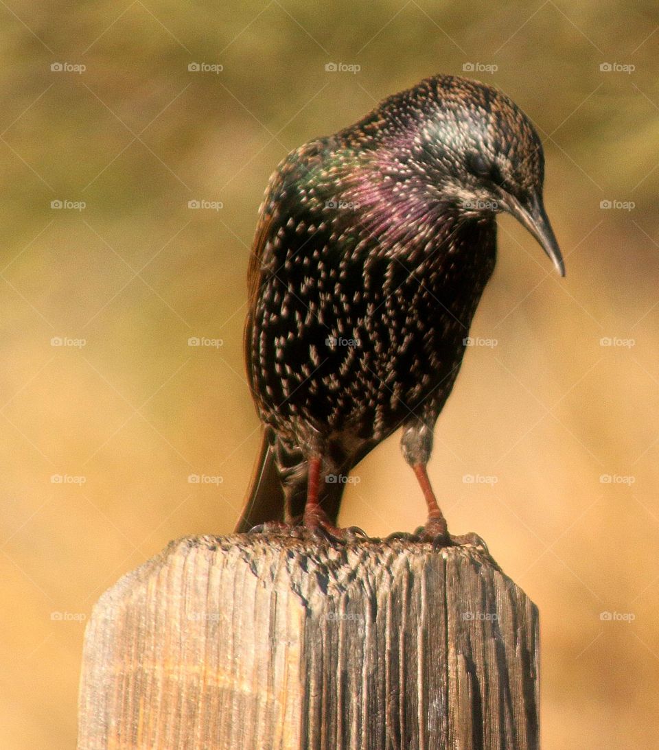 Starling Resting on Fence Post