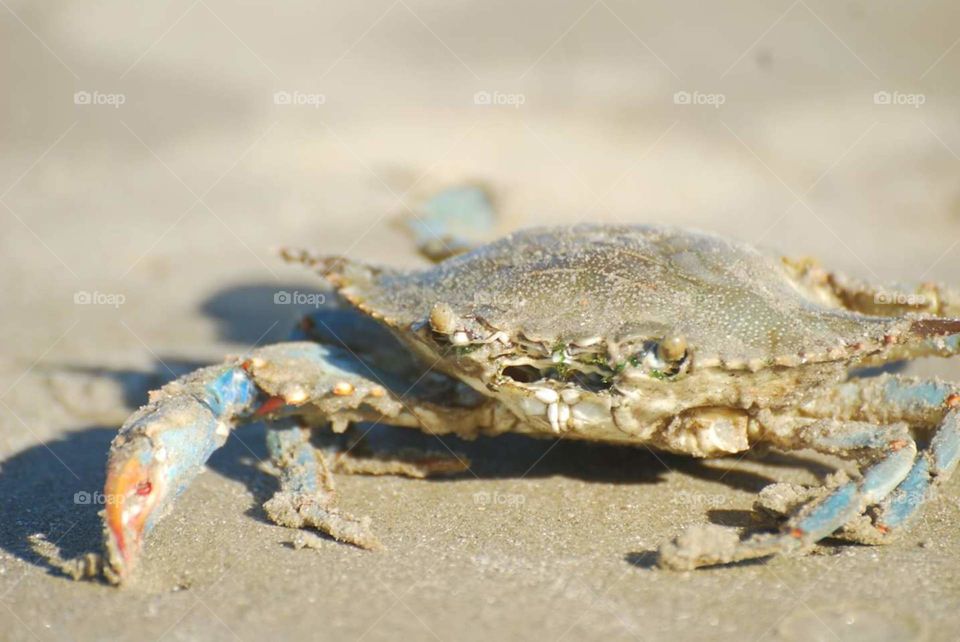 Crab