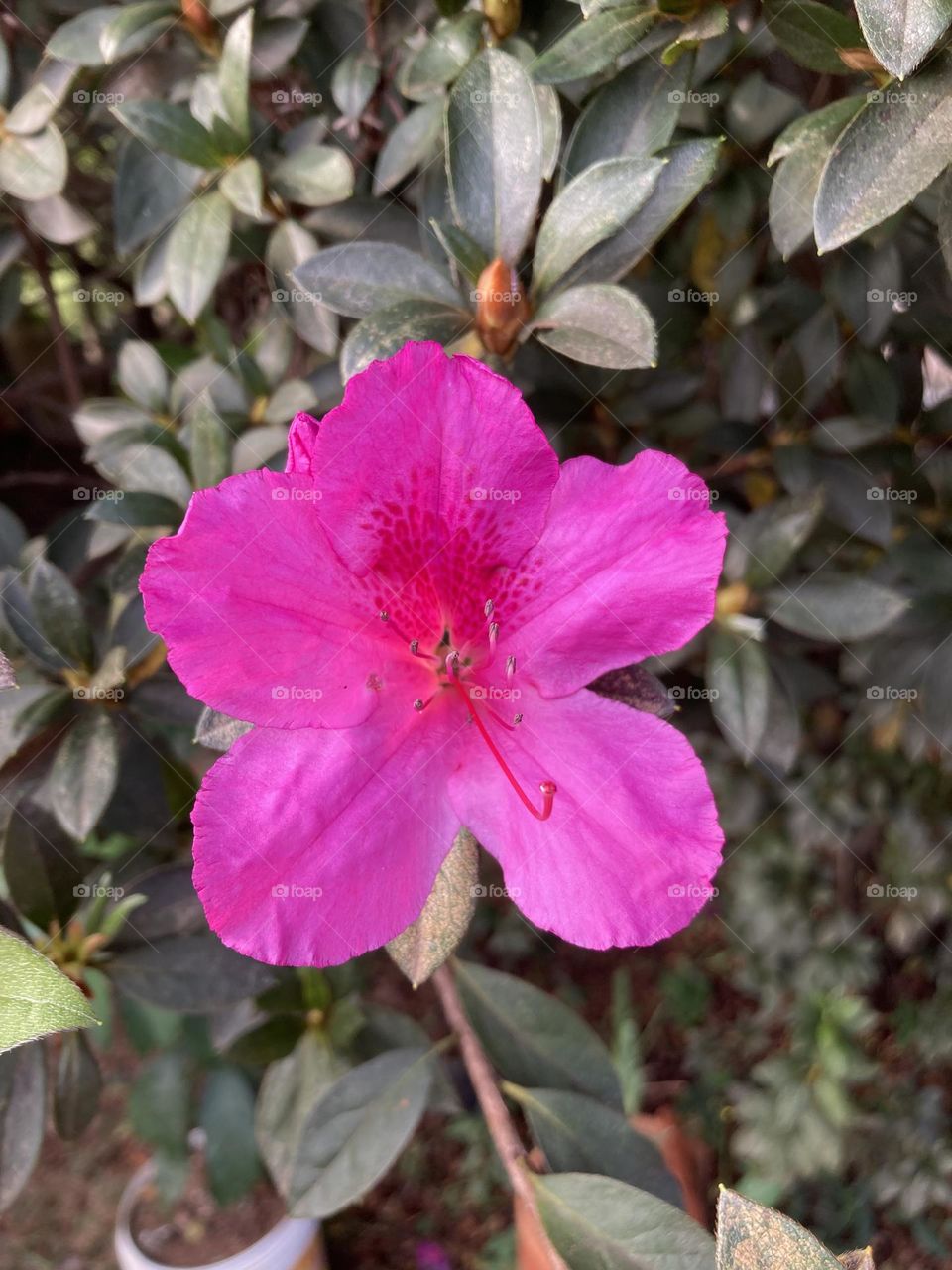 🌹 🇺🇸 Very beautiful flowers to brighten our day.  Live nature and its beauty. Did you like the delicate petals? / 🇧🇷 Flores muito bonitas para alegrar nosso dia. Viva a natureza e sua beleza. Gostaram das pétalas delicadas? 