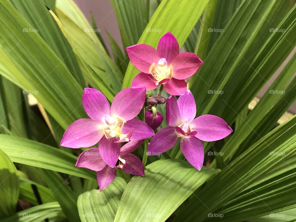 Orchid flower plant in Thailand 