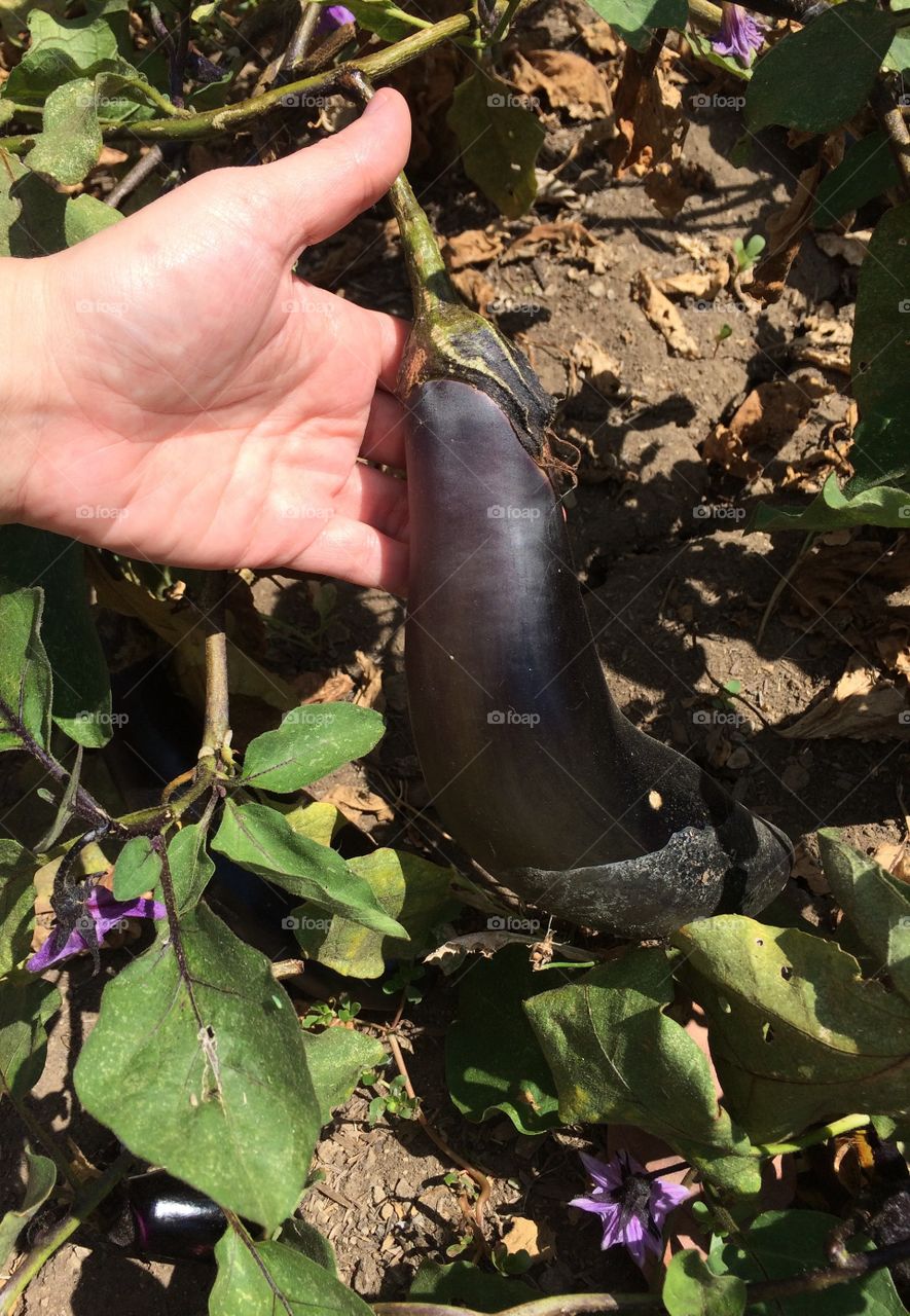 The egg plant that I grow, is always Huge! 