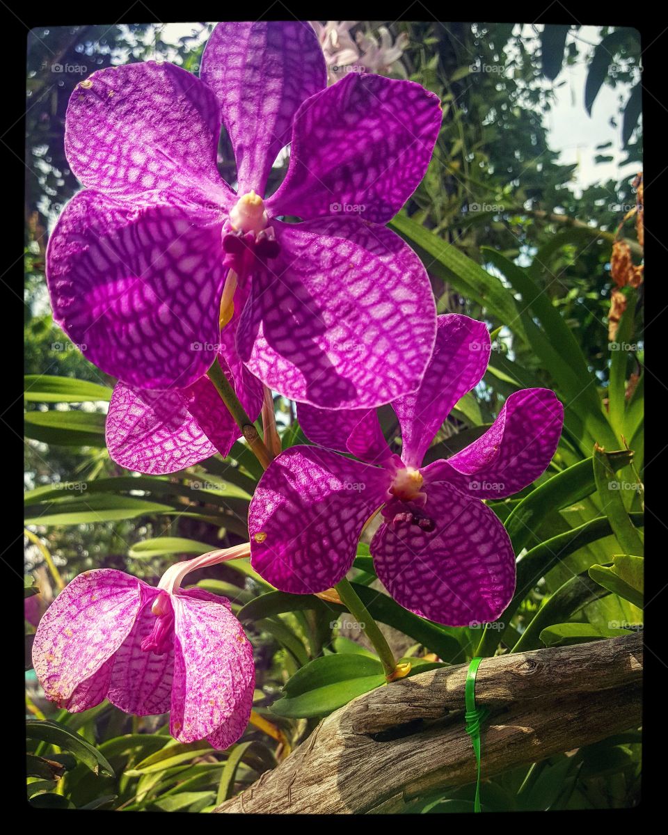 Orchids in garden. Bautiful nature in thailand.  Love it.