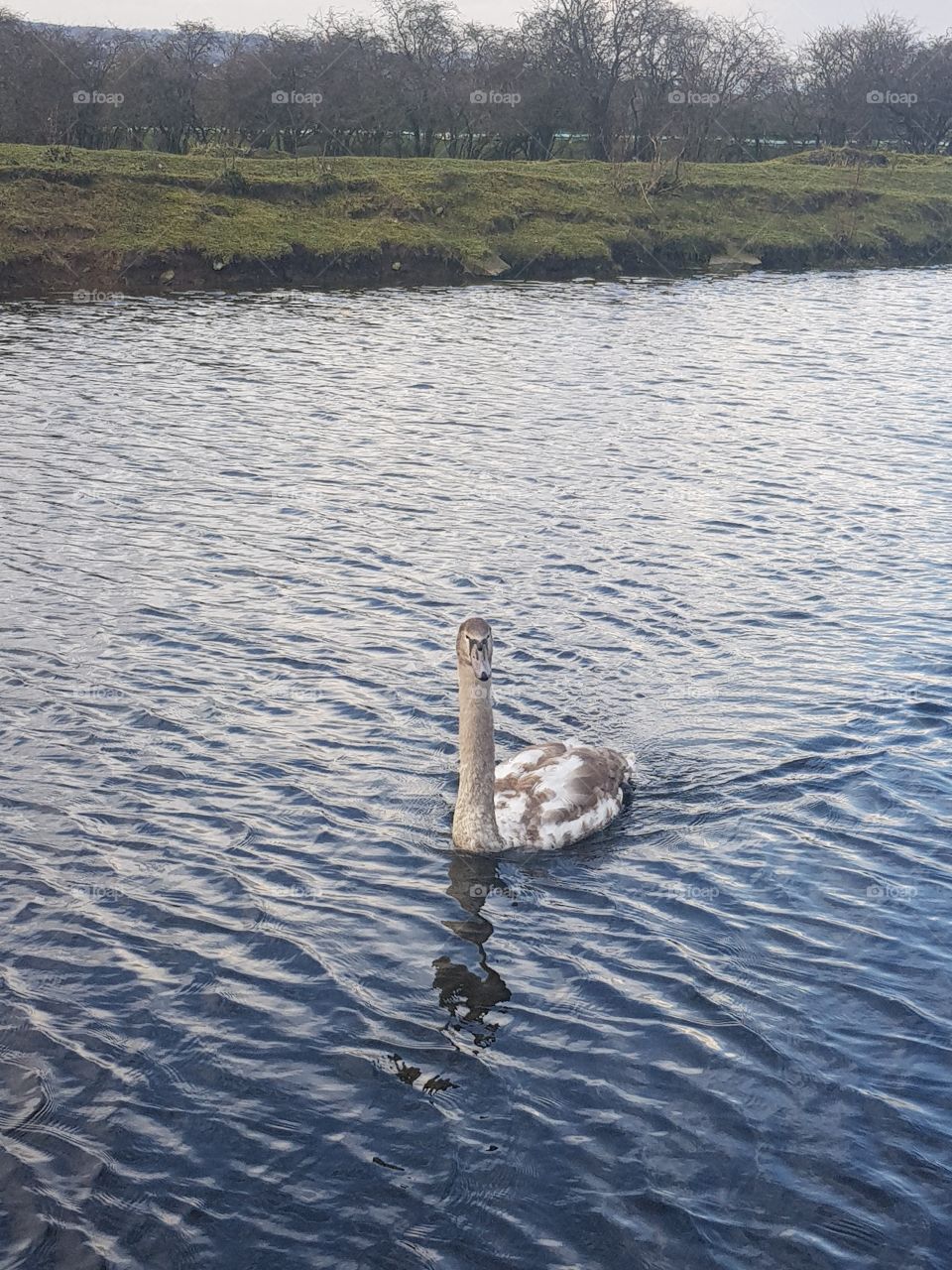 Swan In Canal