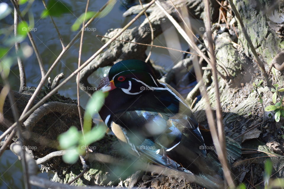 wood duck