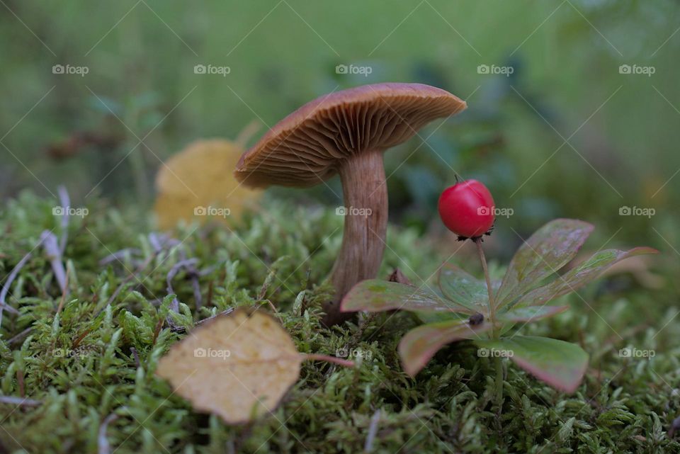 mushoom makro love tundra foto