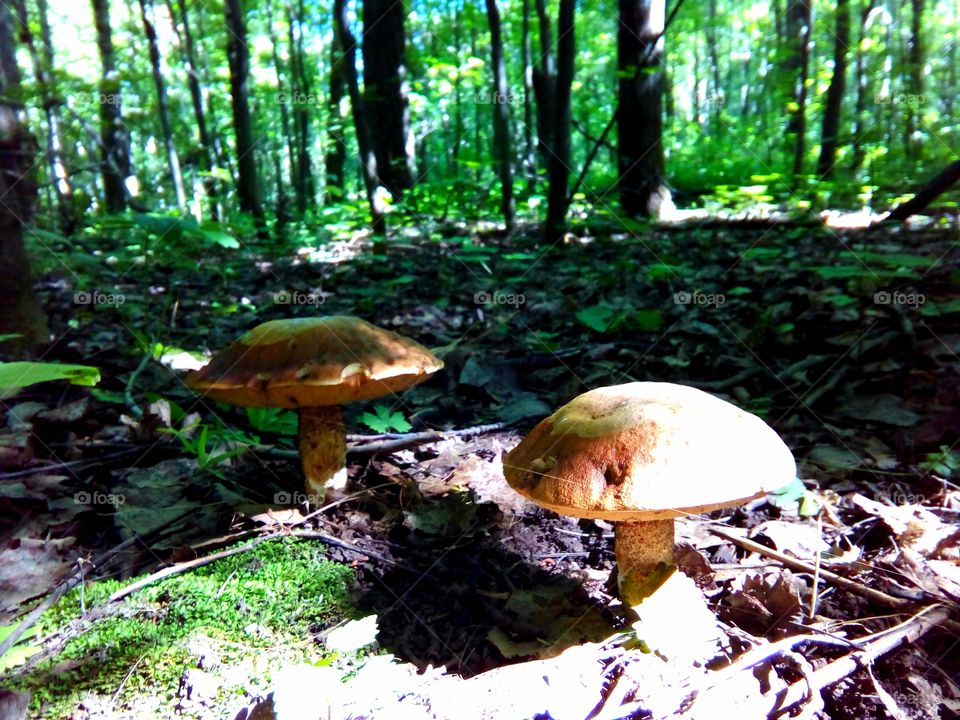 mushrooms in the forest