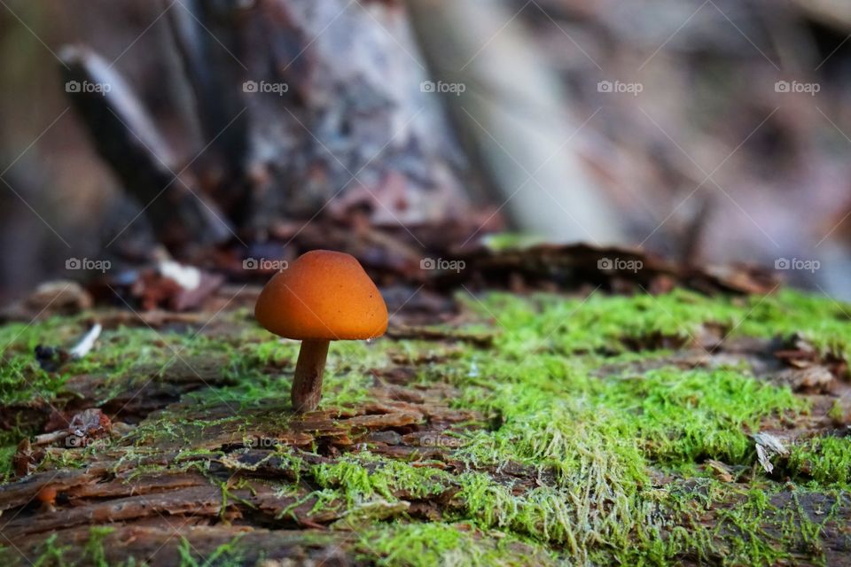 Selective view of orange cap mushroom