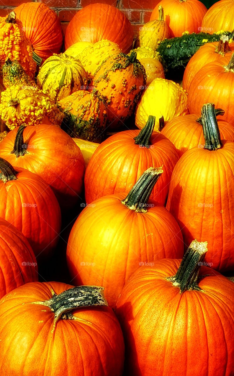 Pumpkins and gourds