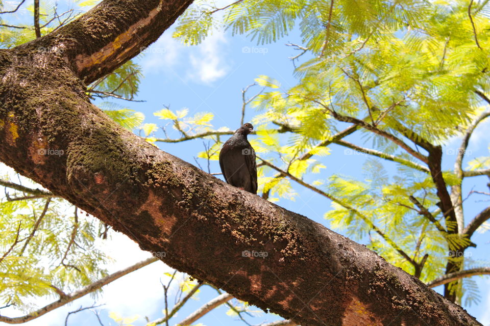 Pigeon perching on tree branch