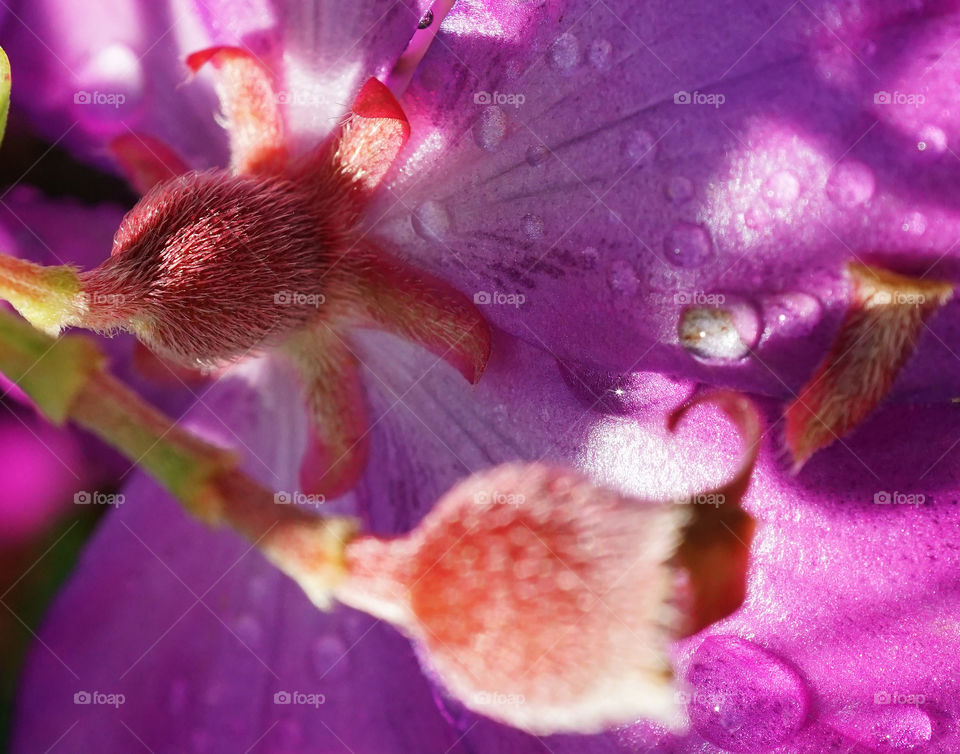 Purple tibouchina receptacle with dew