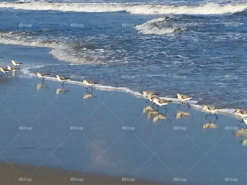 Seagulls Reflections