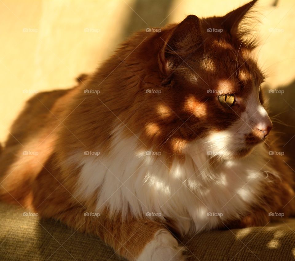 ginger cat portrait in sunlight relaxing home