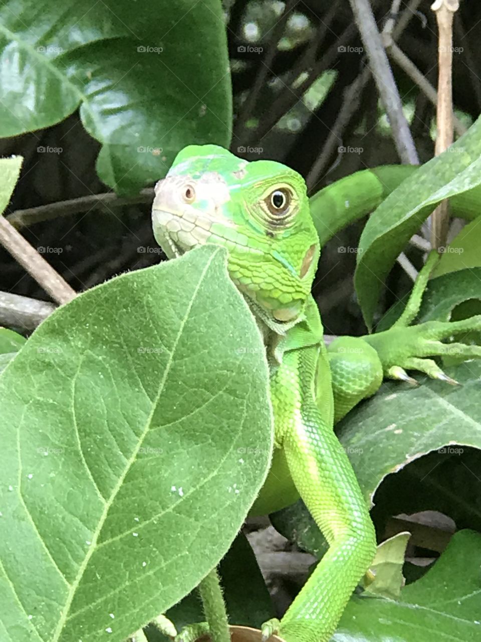 Iguana