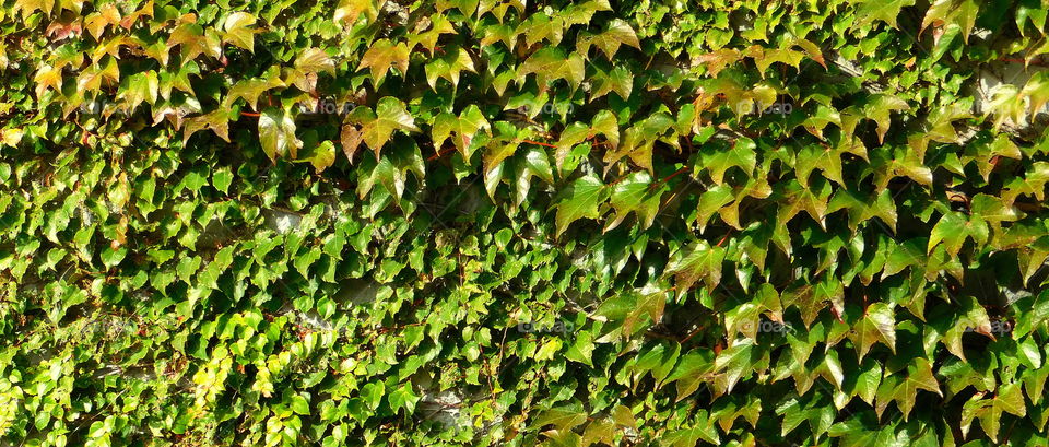 Beautiful Fall Vines