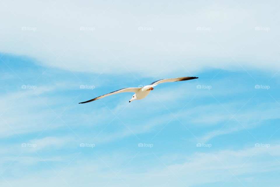 Seagull flying in clear sky