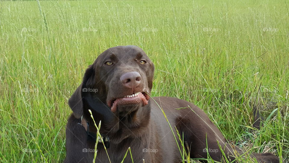 Chocolate Lab showing his teeth while resting after playing and trying eat a piece of grass