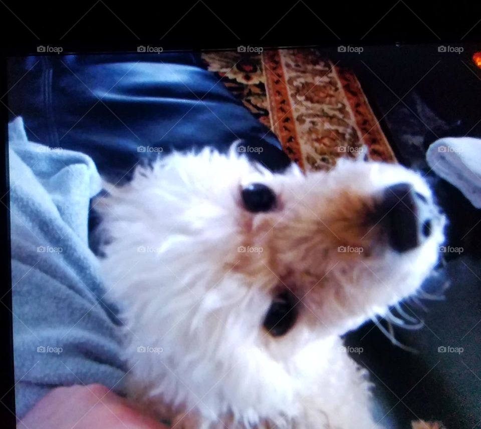 Dogs of the USA! Poodle looking up!