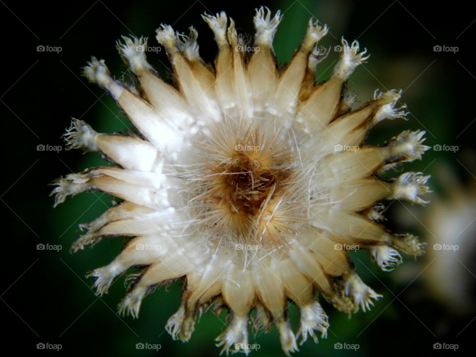 nice flower in the garden