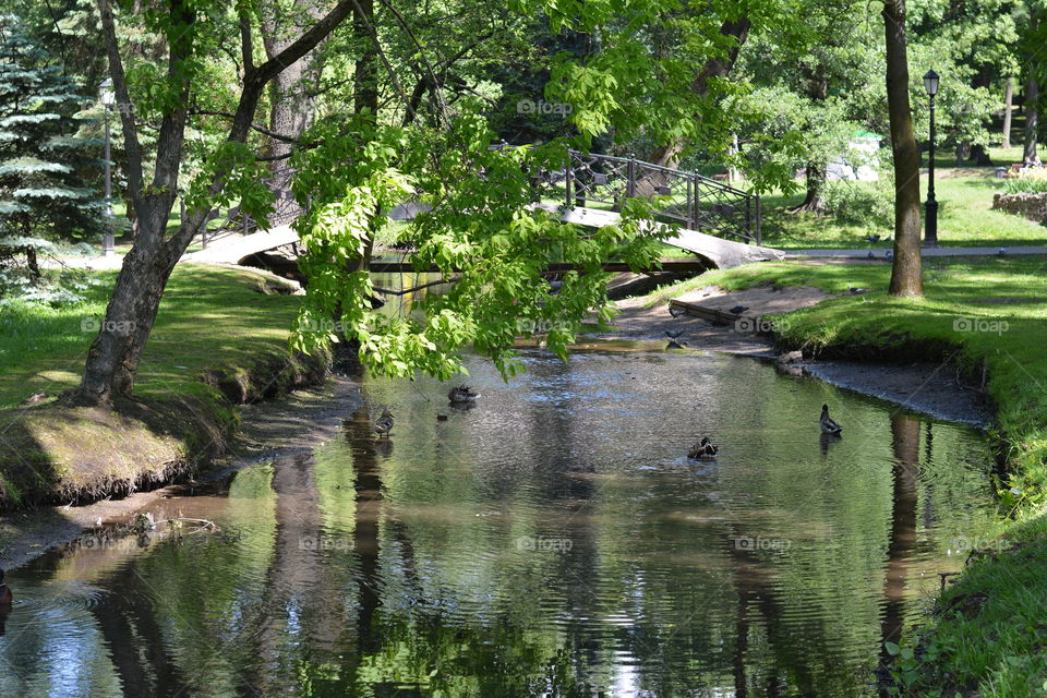 beautiful nature green landscape river and branch trees