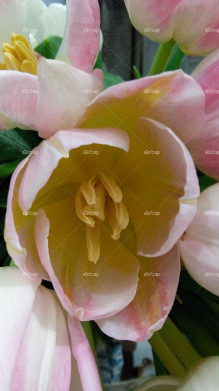 tulip. combination of white and pink