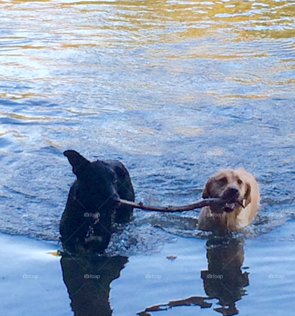 Two dogs and a stick. Competing for who gets to bring it back to land 