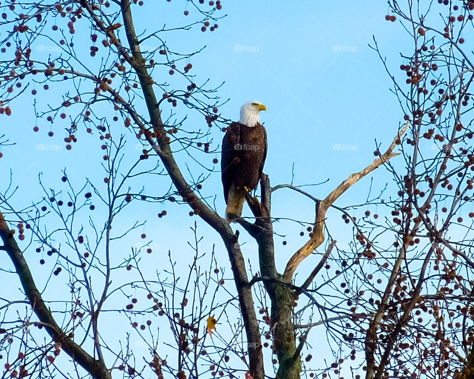 A Bald Eagle perched on a tree