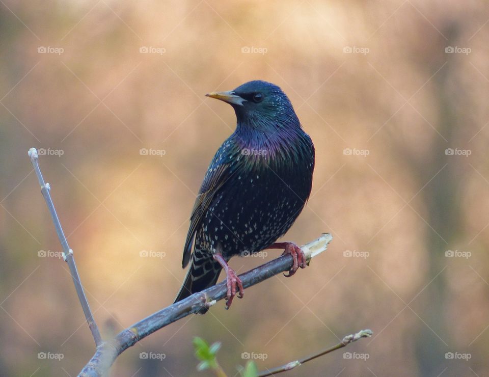 black bird on the branch