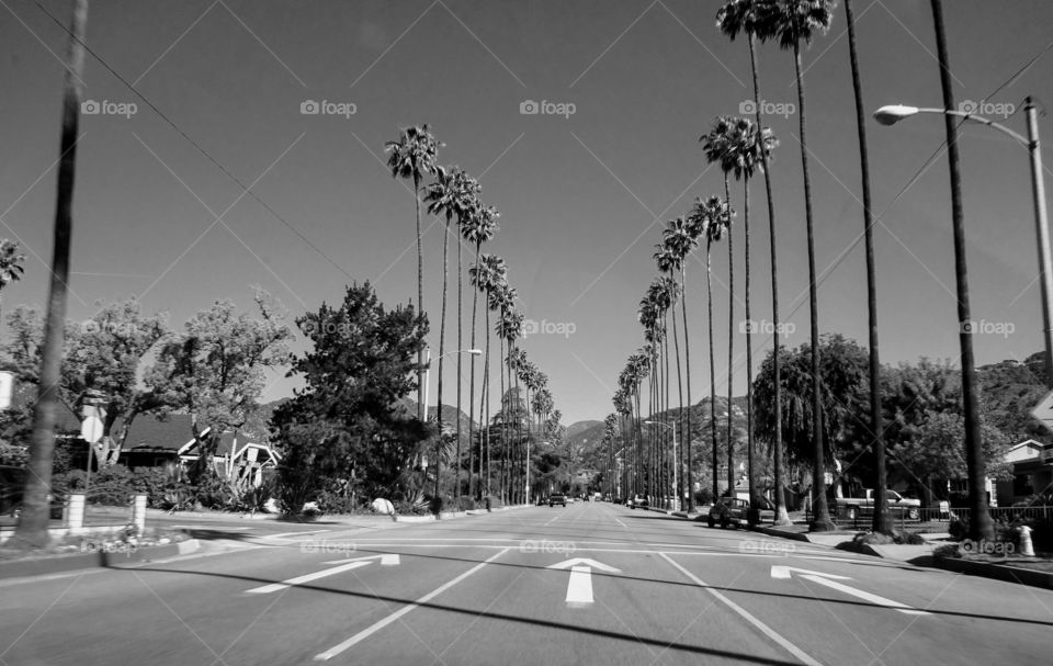 Hollywood street lined with palm trees