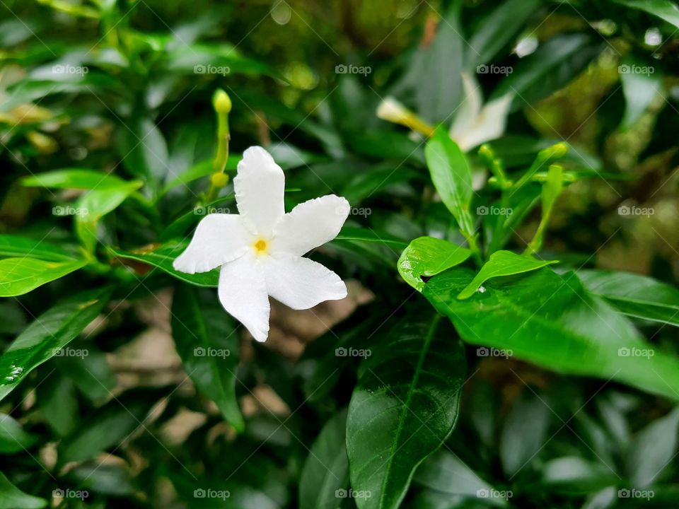 White flower and green leaves