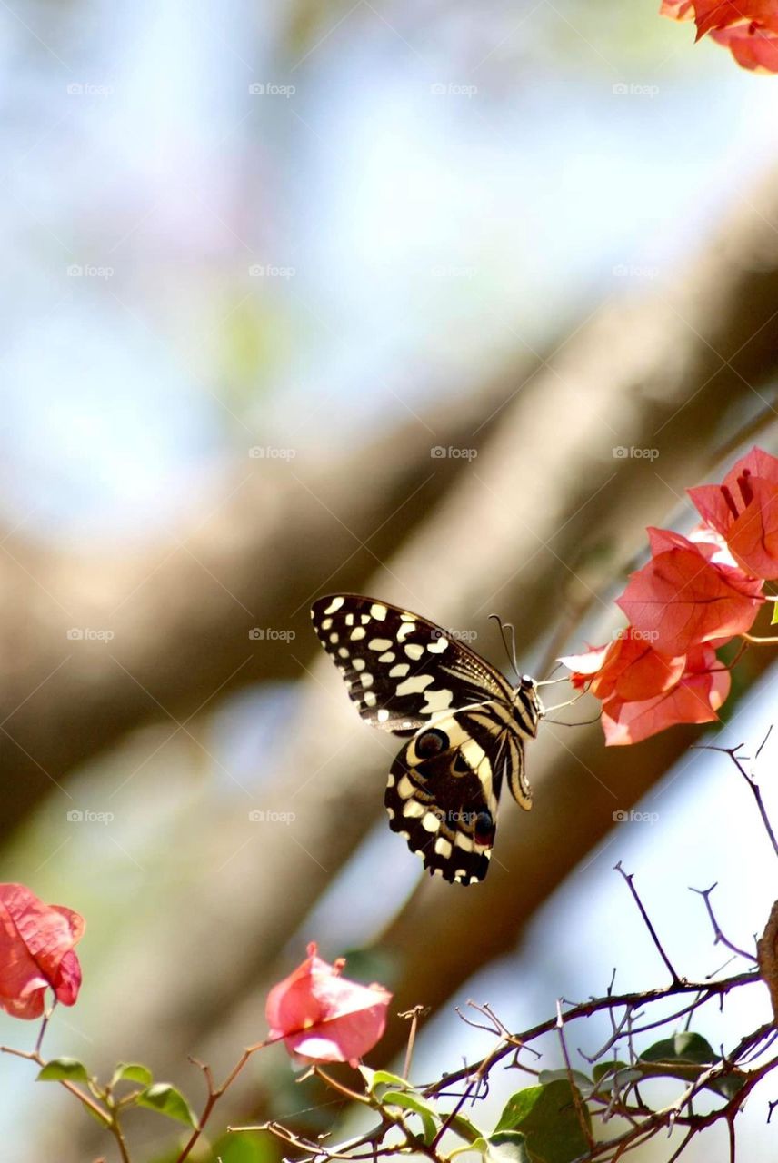 A yellow and black swallowtail butterfly 