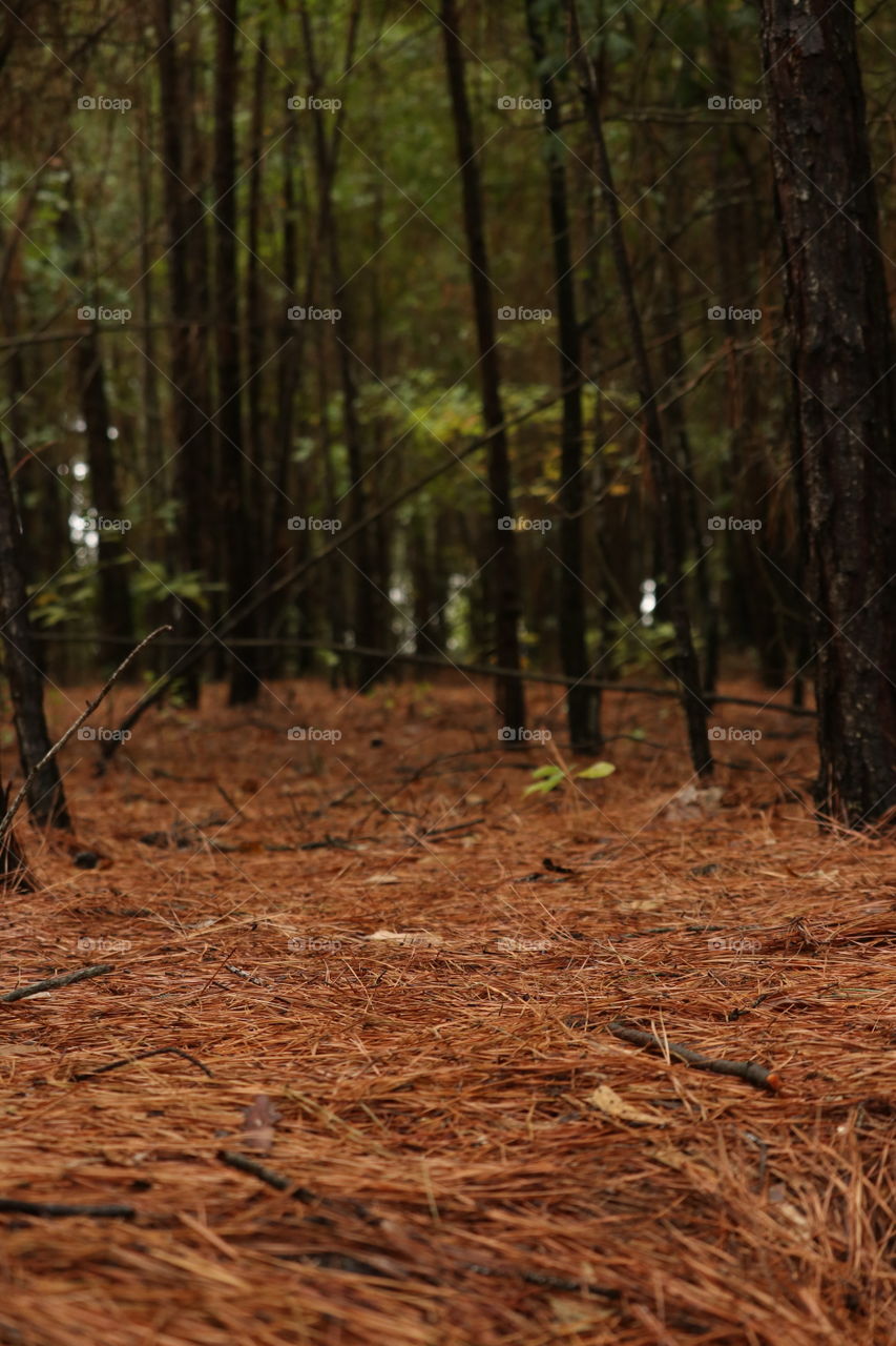 Peering through the under brush in the pine forest across a bed of soft needles.