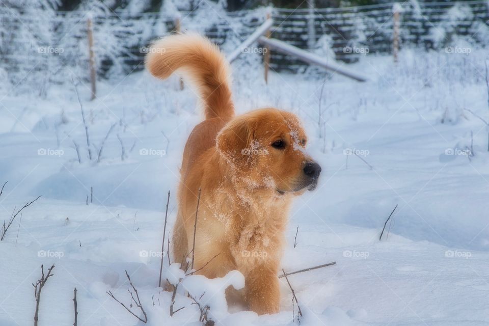 Snowdog