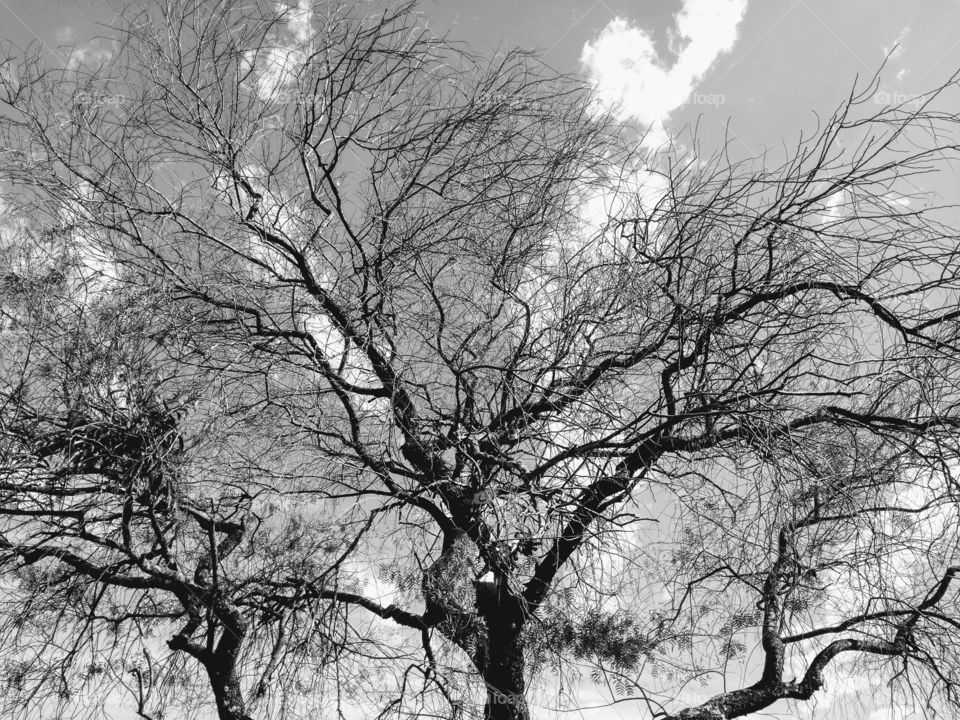 tree sky b.w.